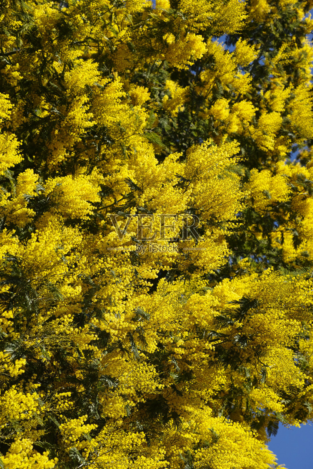 金合欢(含羞草，蓝荆或银荆)照片摄影图片