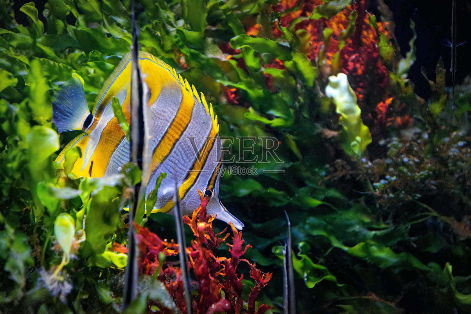 珊瑚礁上五颜六色的热带蝴蝶鱼照片摄影图片