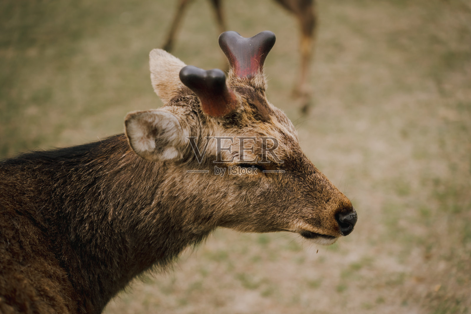 一只鹿闭着眼睛的脸部特写照片摄影图片