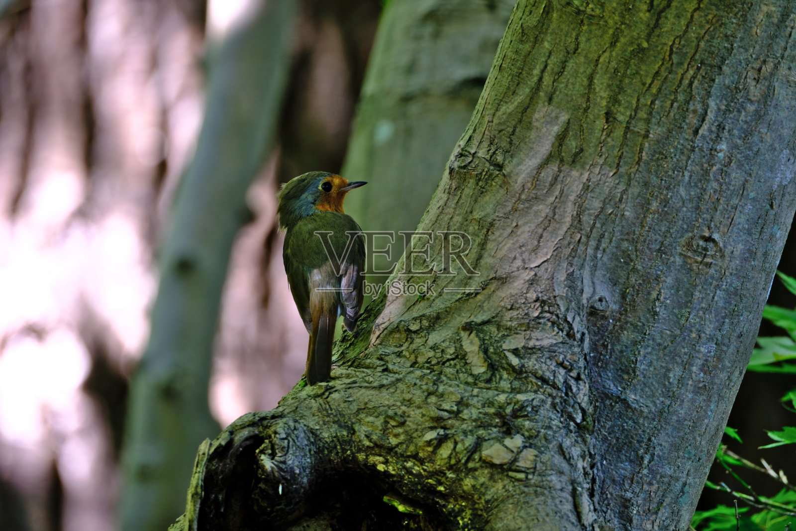 欧洲知更鸟栖息在树上。照片摄影图片