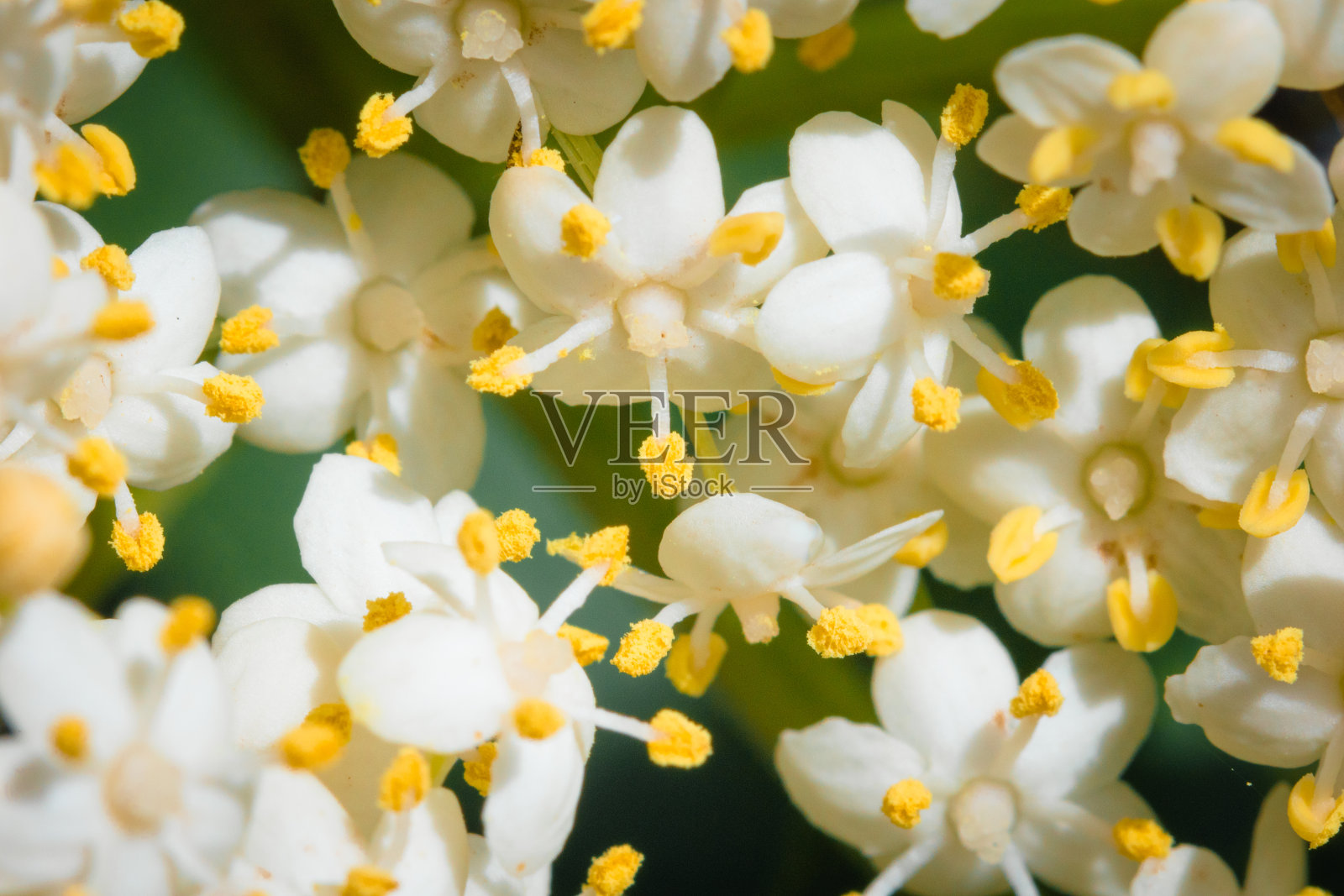 接骨木花微距摄影，近距离拍摄照片摄影图片