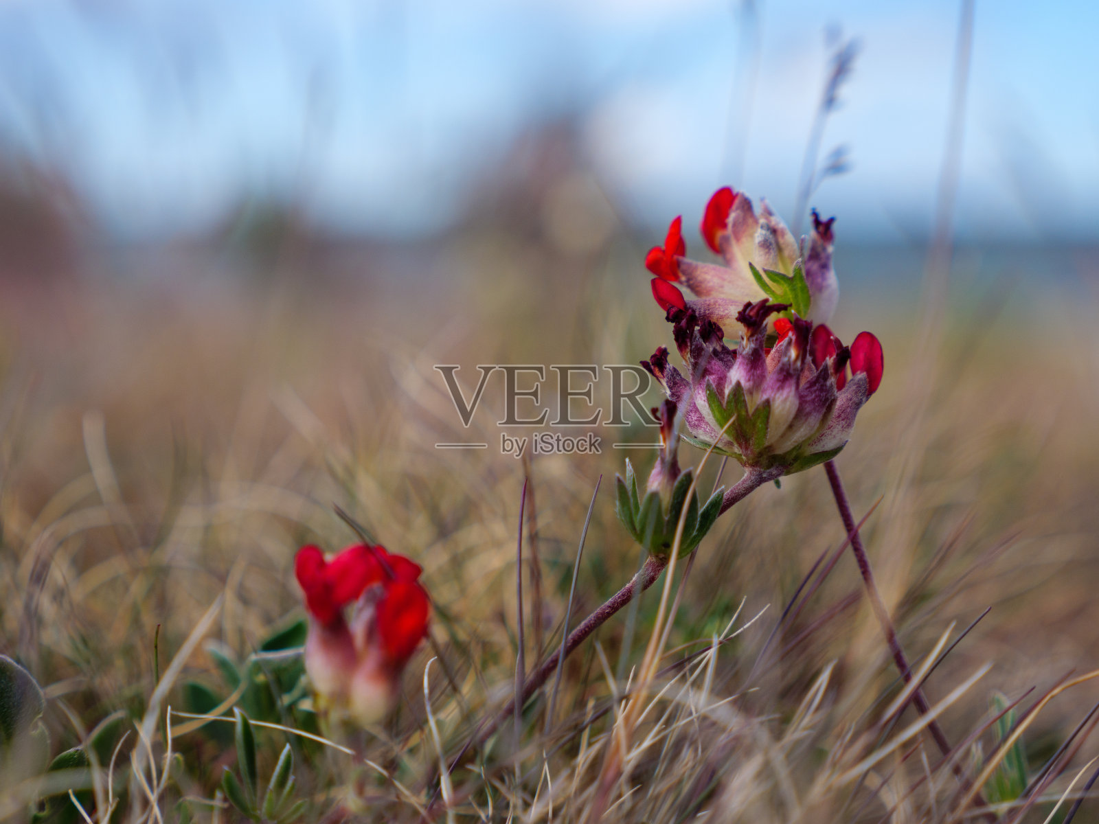 Asundens Raukfält，哥特兰照片摄影图片