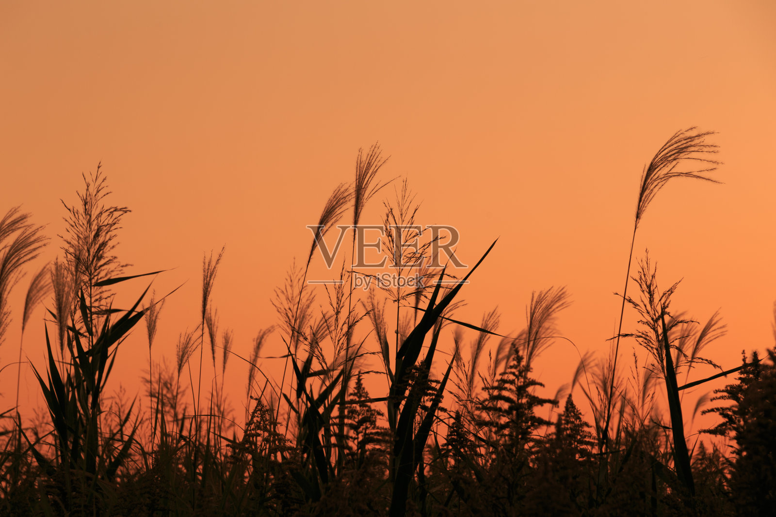 黄昏时银色草地的剪影照片摄影图片