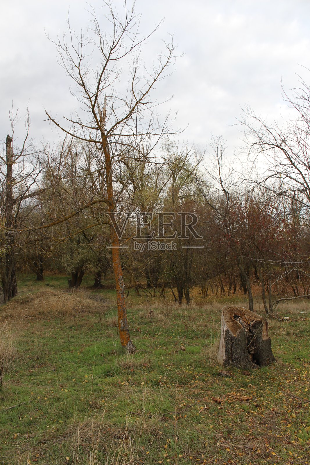田野里的树桩照片摄影图片
