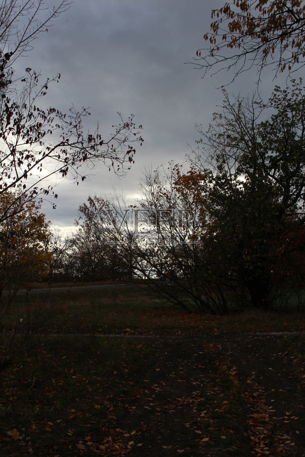 有树和草的田野照片摄影图片