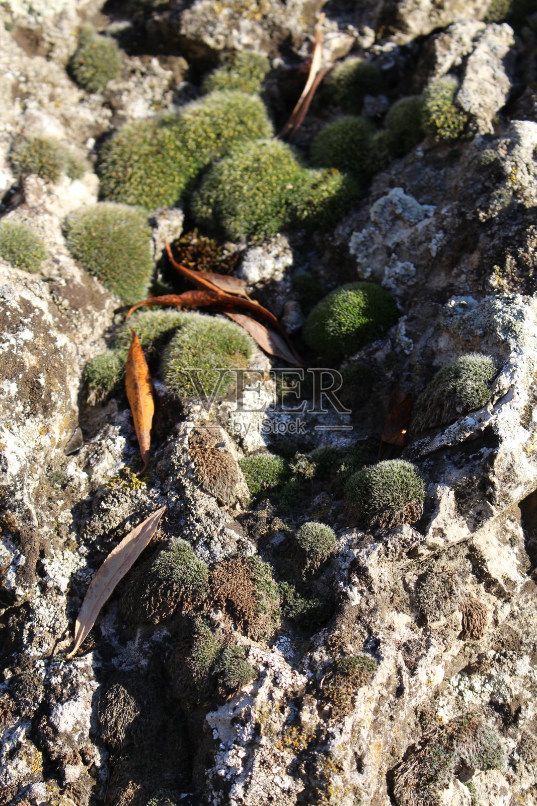 在珊瑚礁里游泳的鱼照片摄影图片