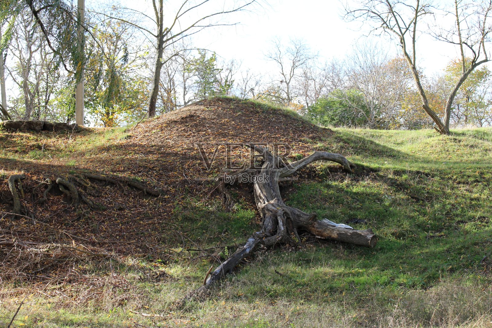 被砍倒的树照片摄影图片