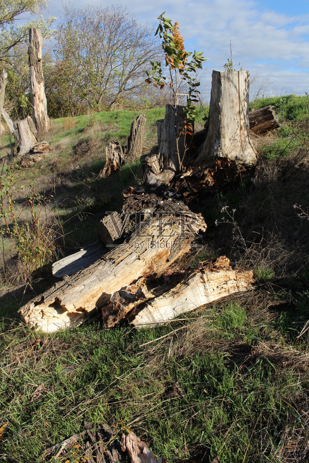 草丛中的一个树桩照片摄影图片
