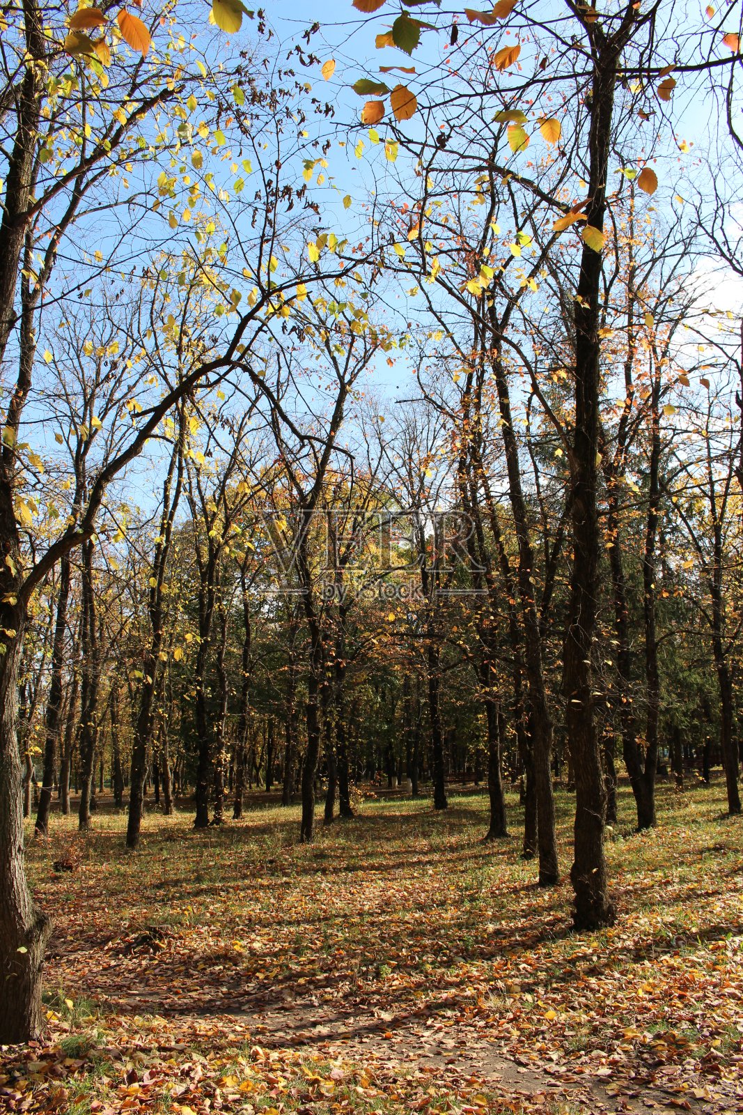 一群长着黄叶的树照片摄影图片