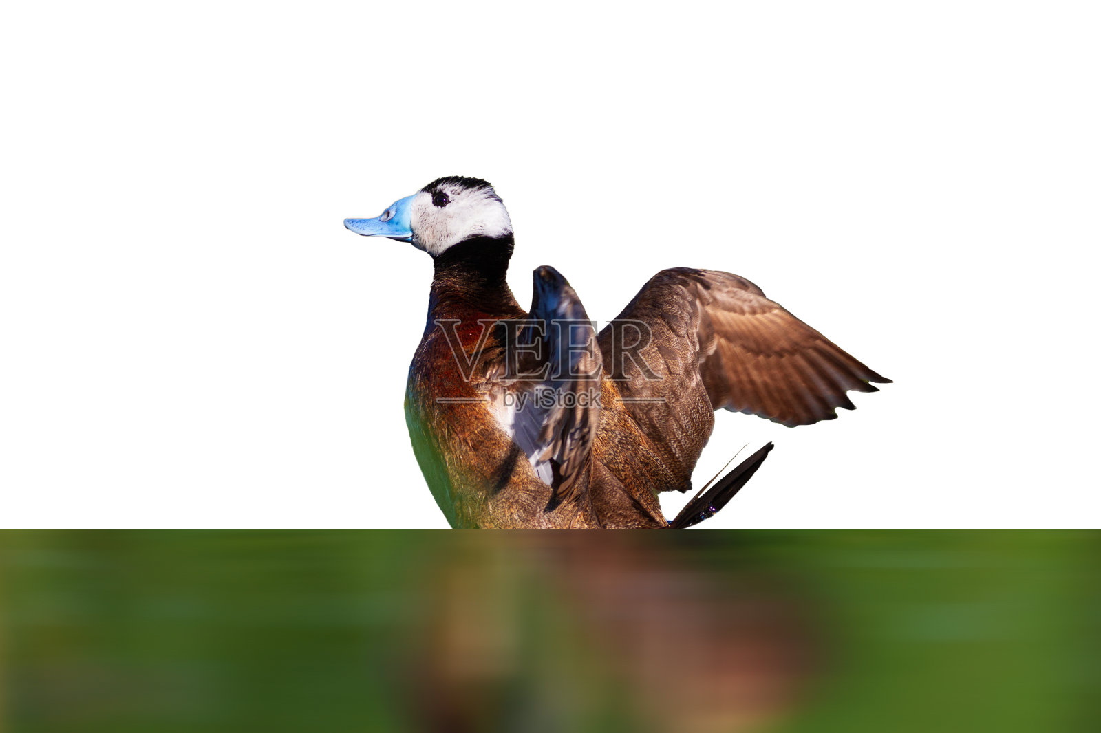 白头鸭，湖中最美丽的鸭子之一。色彩缤纷的自然背景。鸭子:白头鸭。Oxyura leucocephala。照片摄影图片