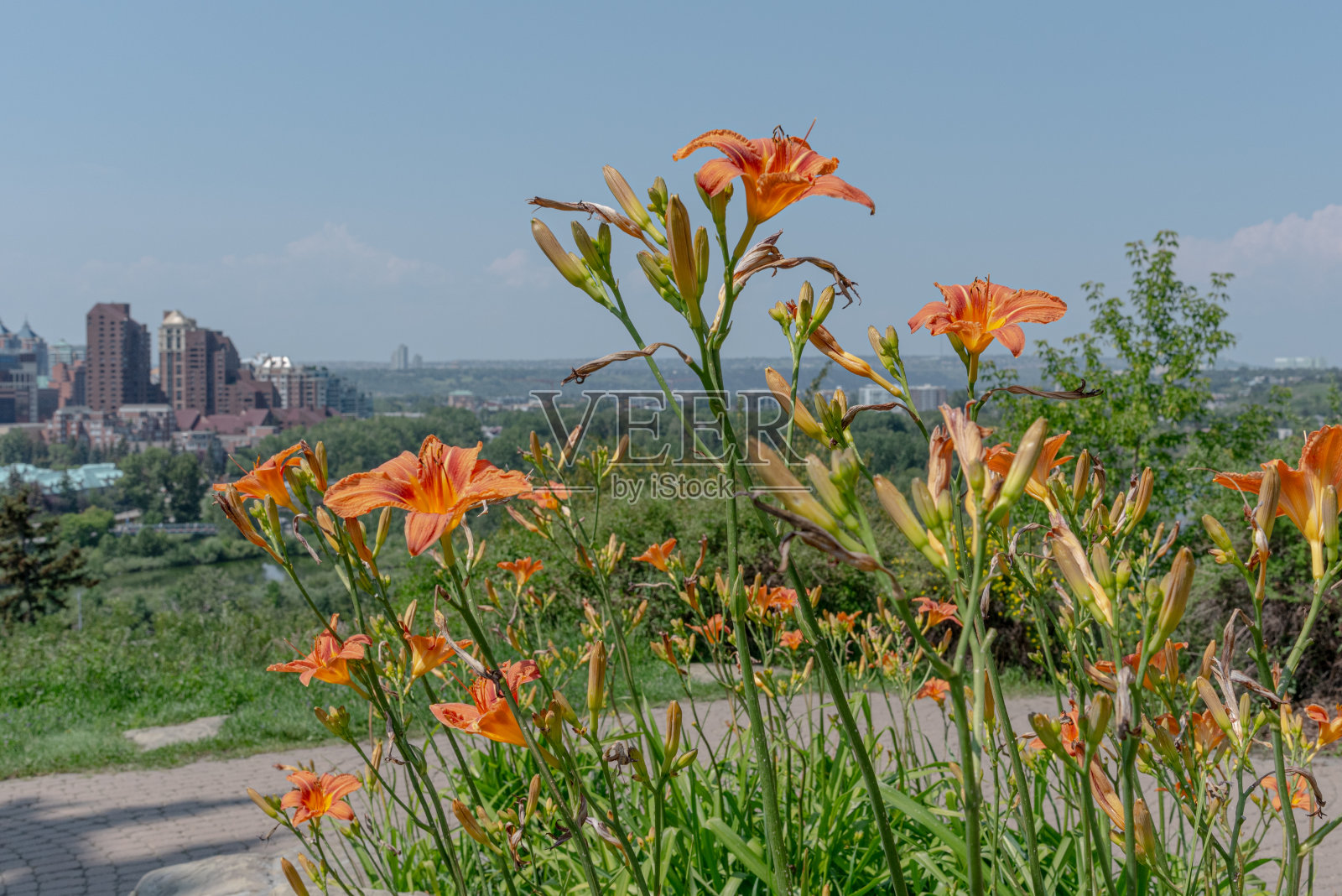 夏天在卡尔加里市看到的野花照片摄影图片