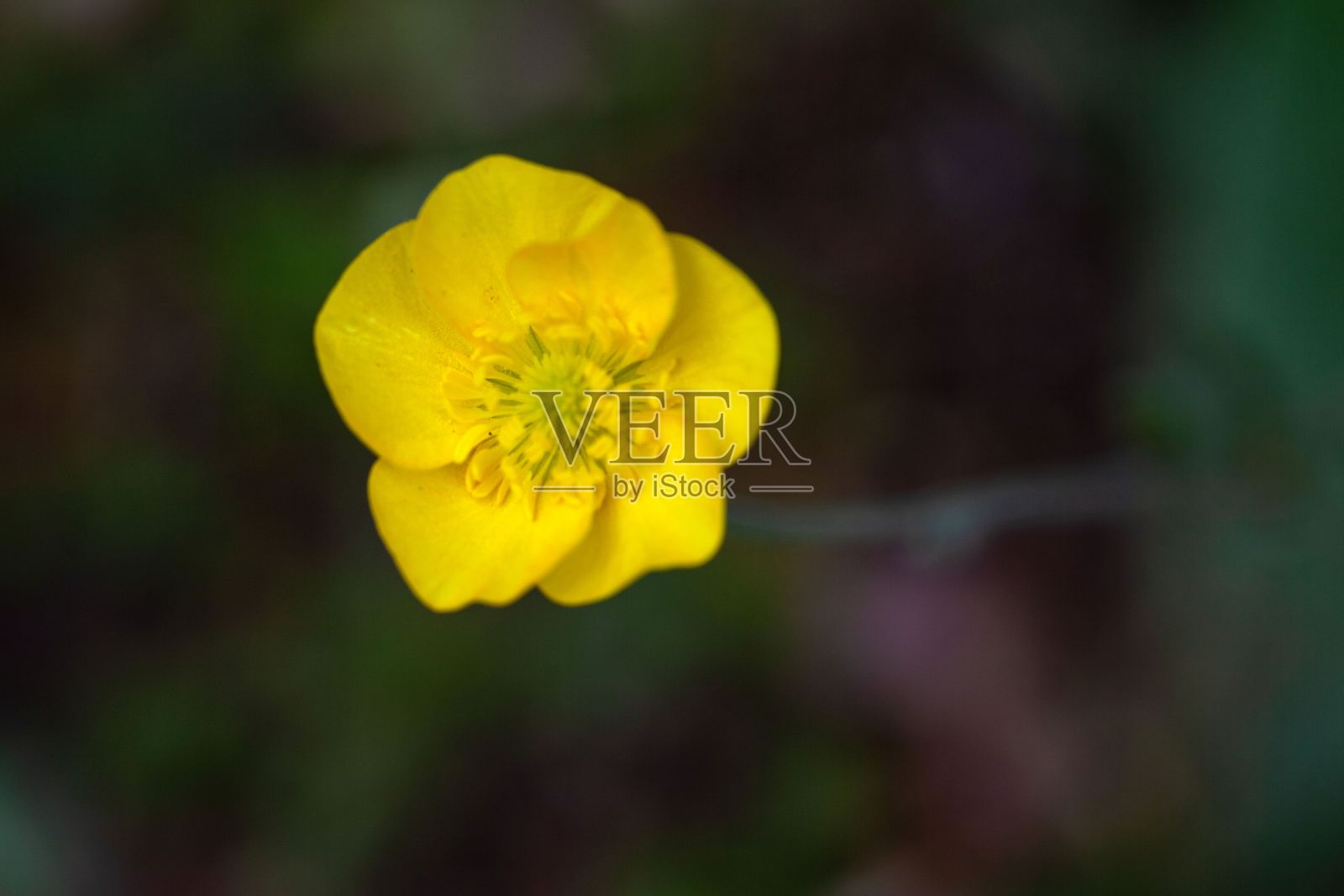 毛茛花照片摄影图片