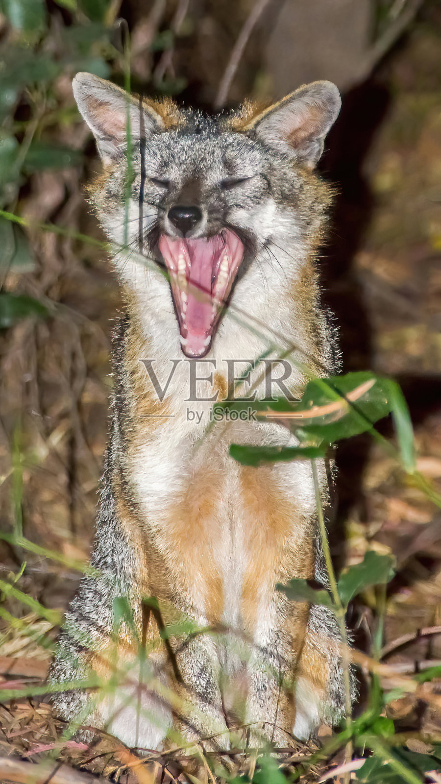 灰狐狸躲起来打呵欠。照片摄影图片