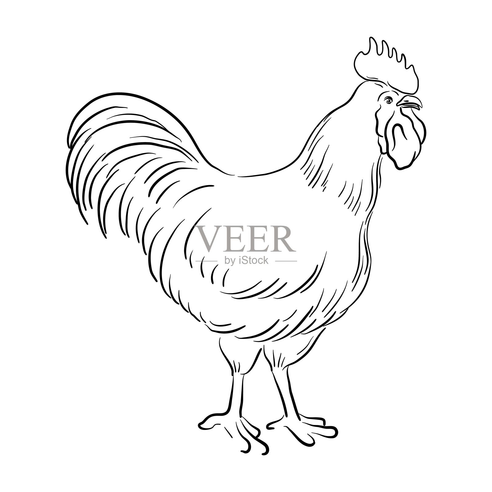 矢量绘制草图的公鸡插画图片素材