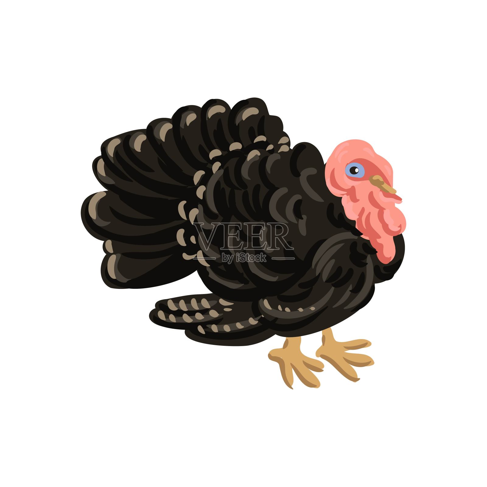 矢量绘制火鸡鸟插画图片素材