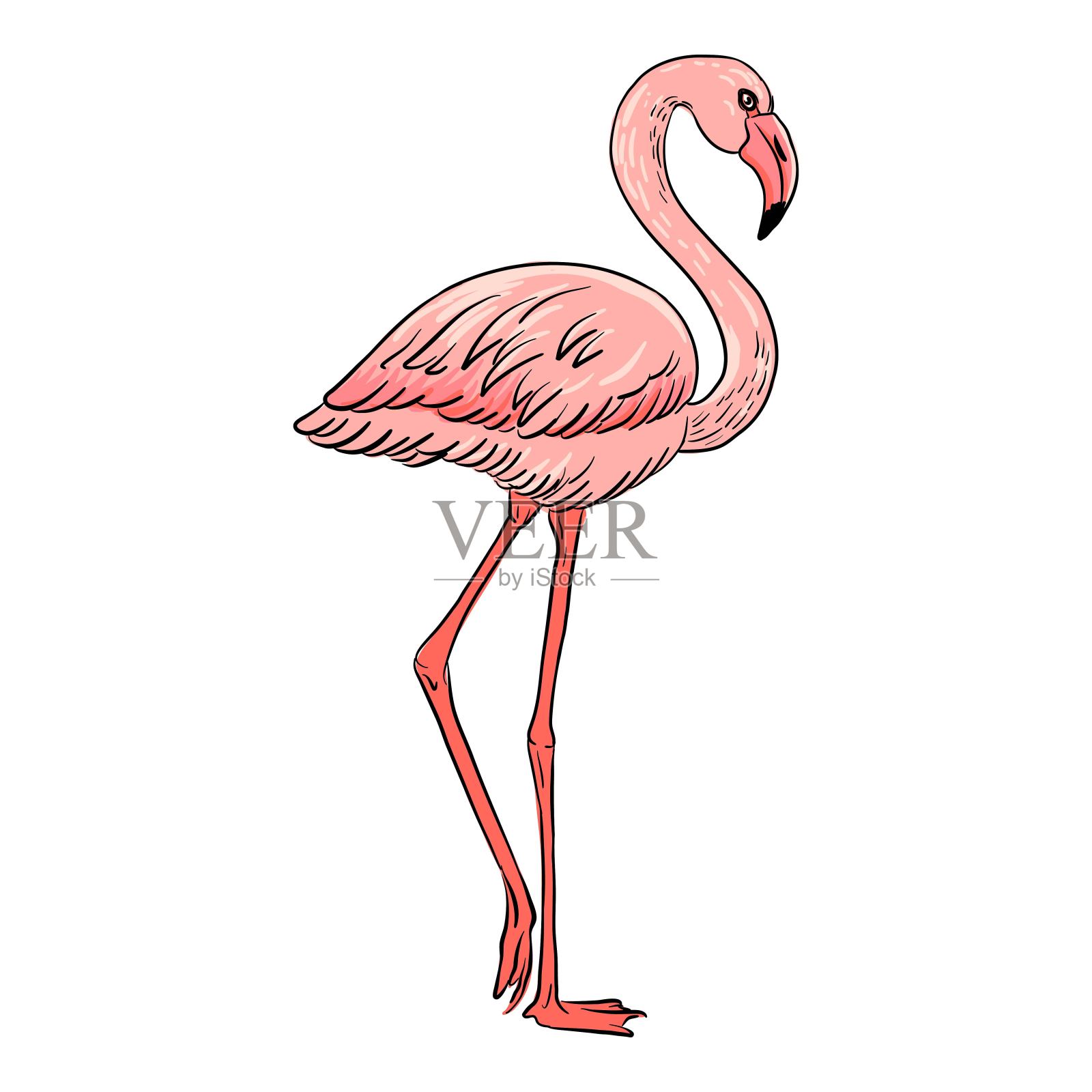 矢量绘制鸟，火烈鸟插画图片素材
