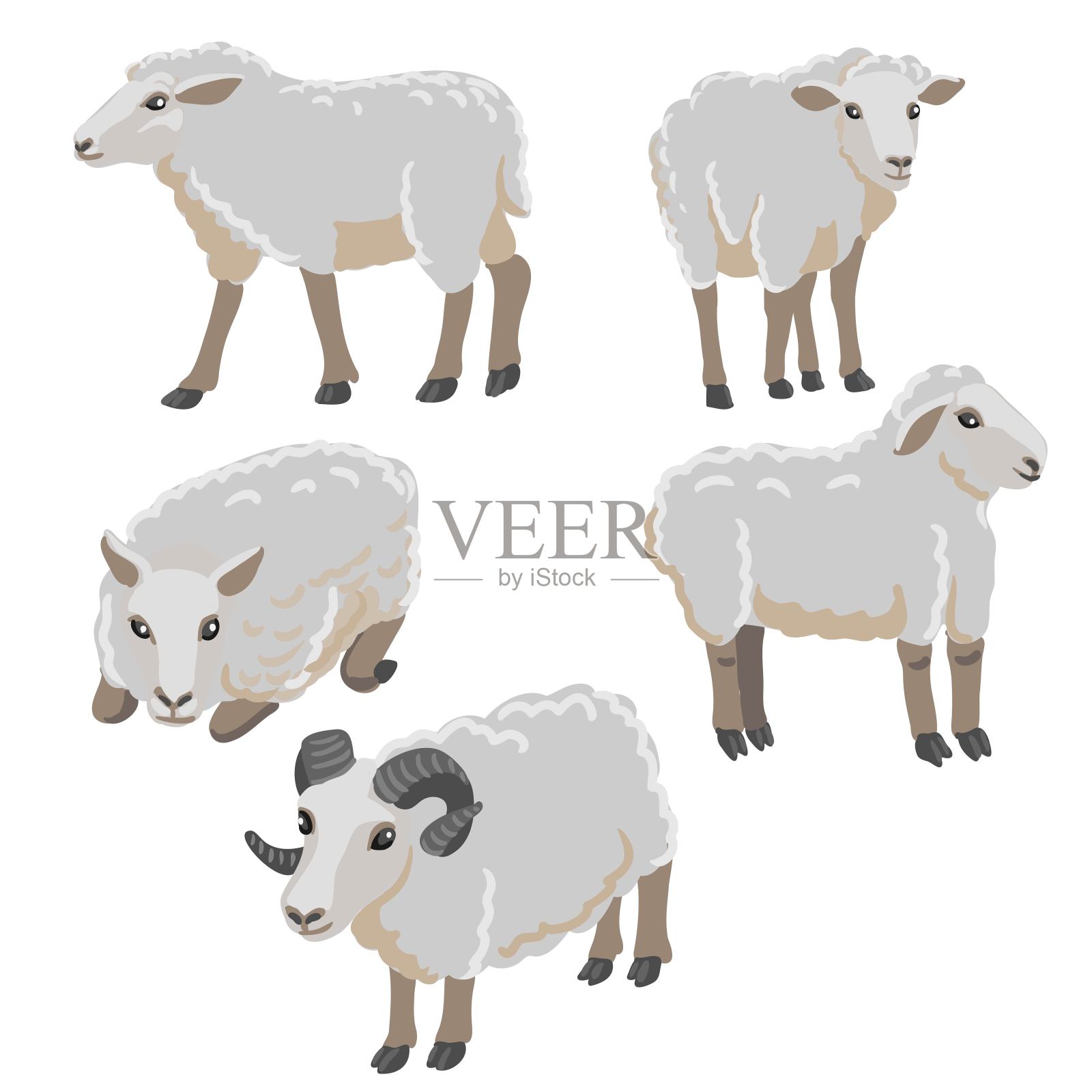 矢量绘制灰色绵羊插画图片素材