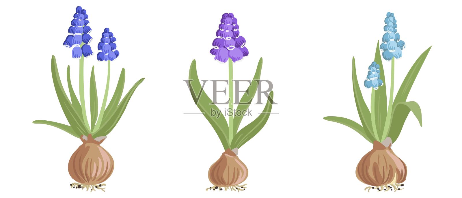 矢量绘制野花，葡萄风信子插画图片素材