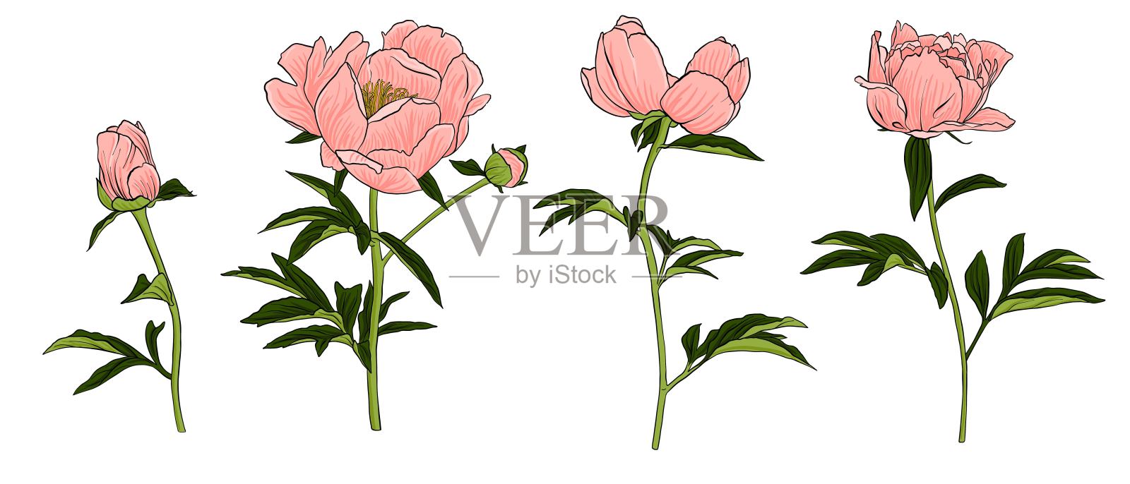 牡丹矢量图插画图片素材