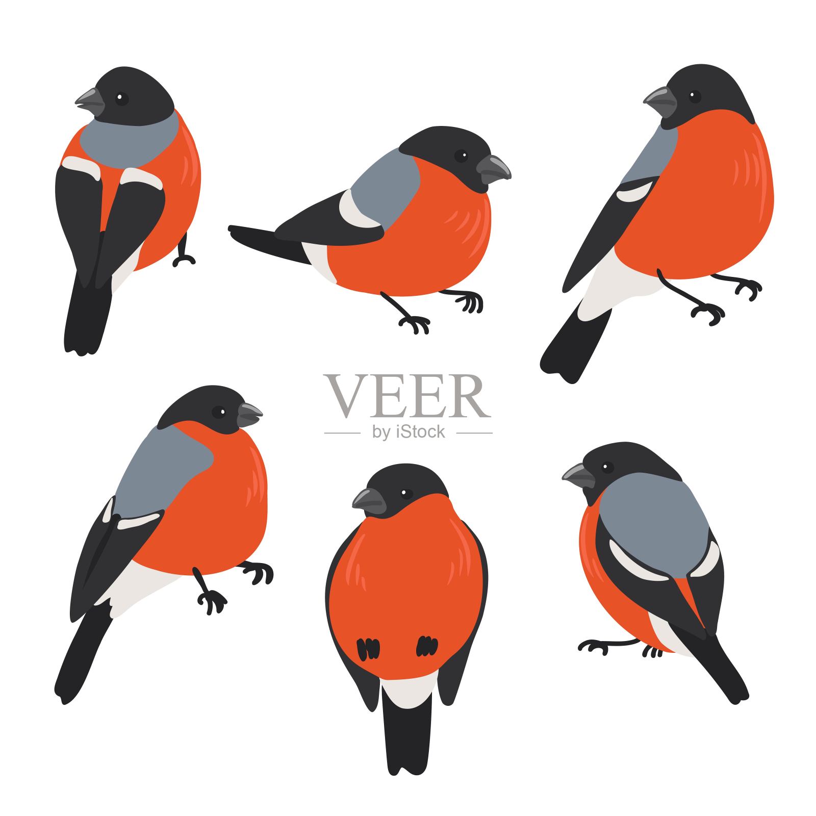 矢量绘制红腹灰雀鸟类插画图片素材