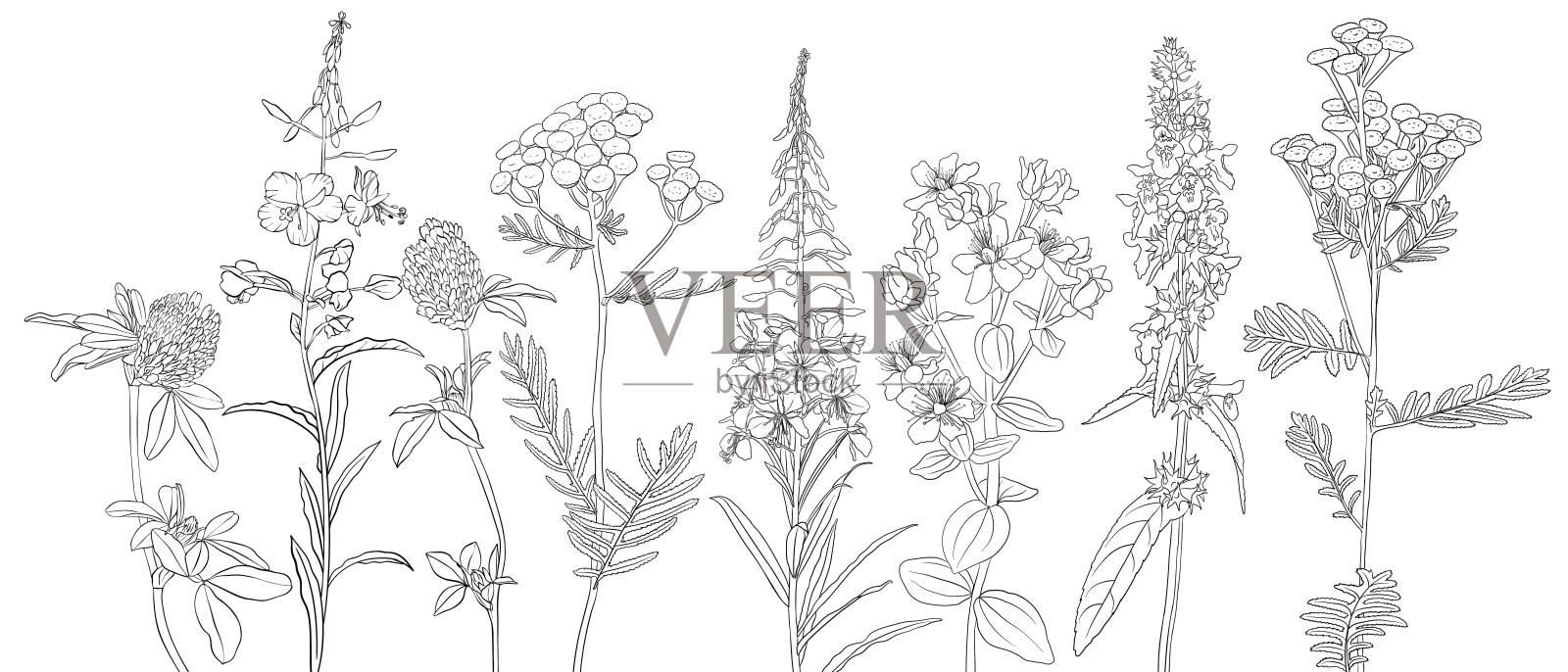 矢量绘制自然背景与花插画图片素材