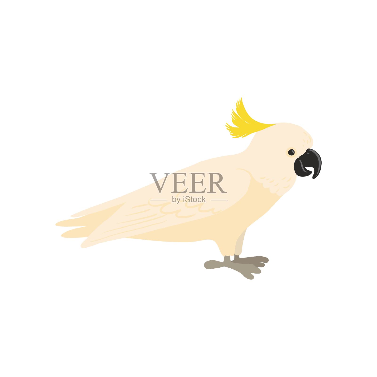 矢量画鸟，凤头鹦鹉插画图片素材