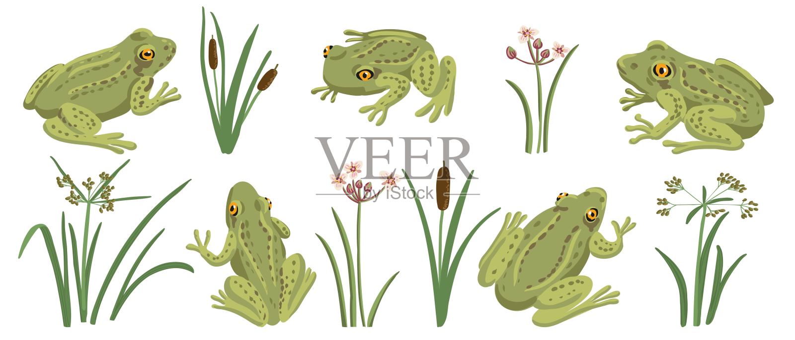 矢量绘制草蛙插画图片素材