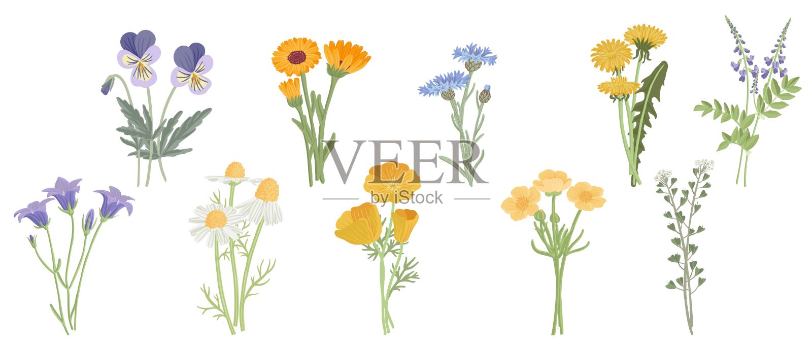 矢量绘制野花插画图片素材