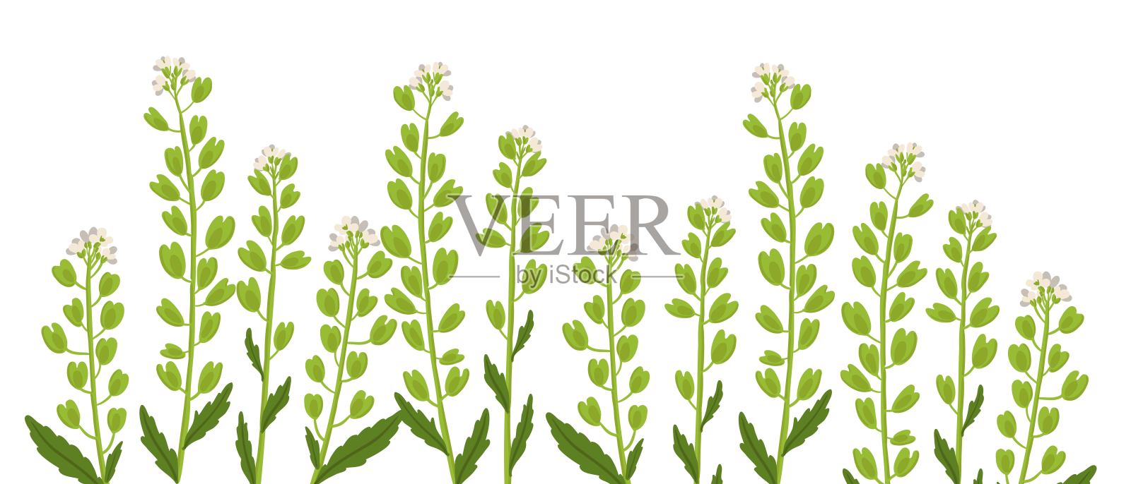 矢量绘制野花，田野pennycrea插画图片素材