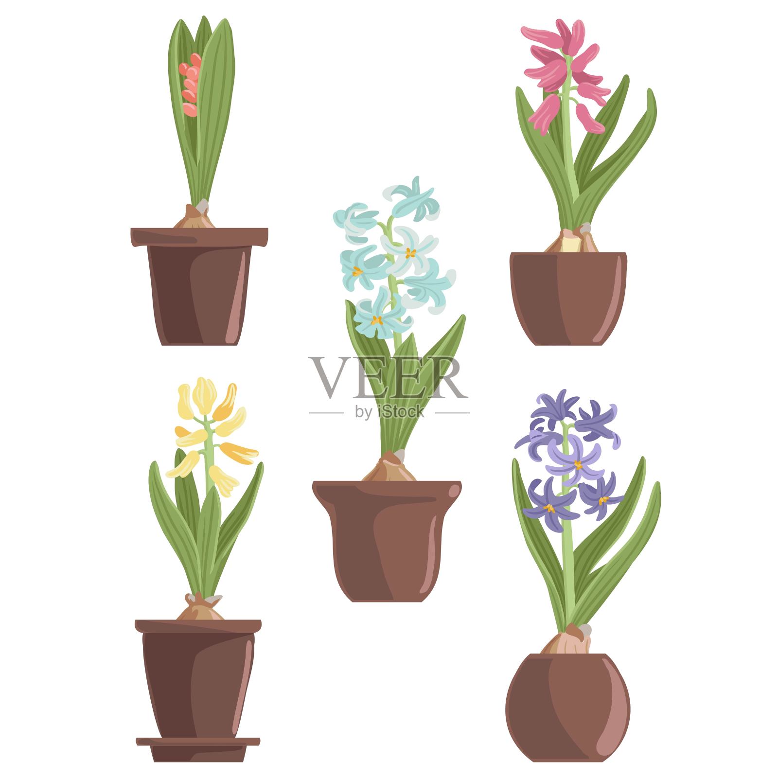 矢量绘制野花，风信子插画图片素材