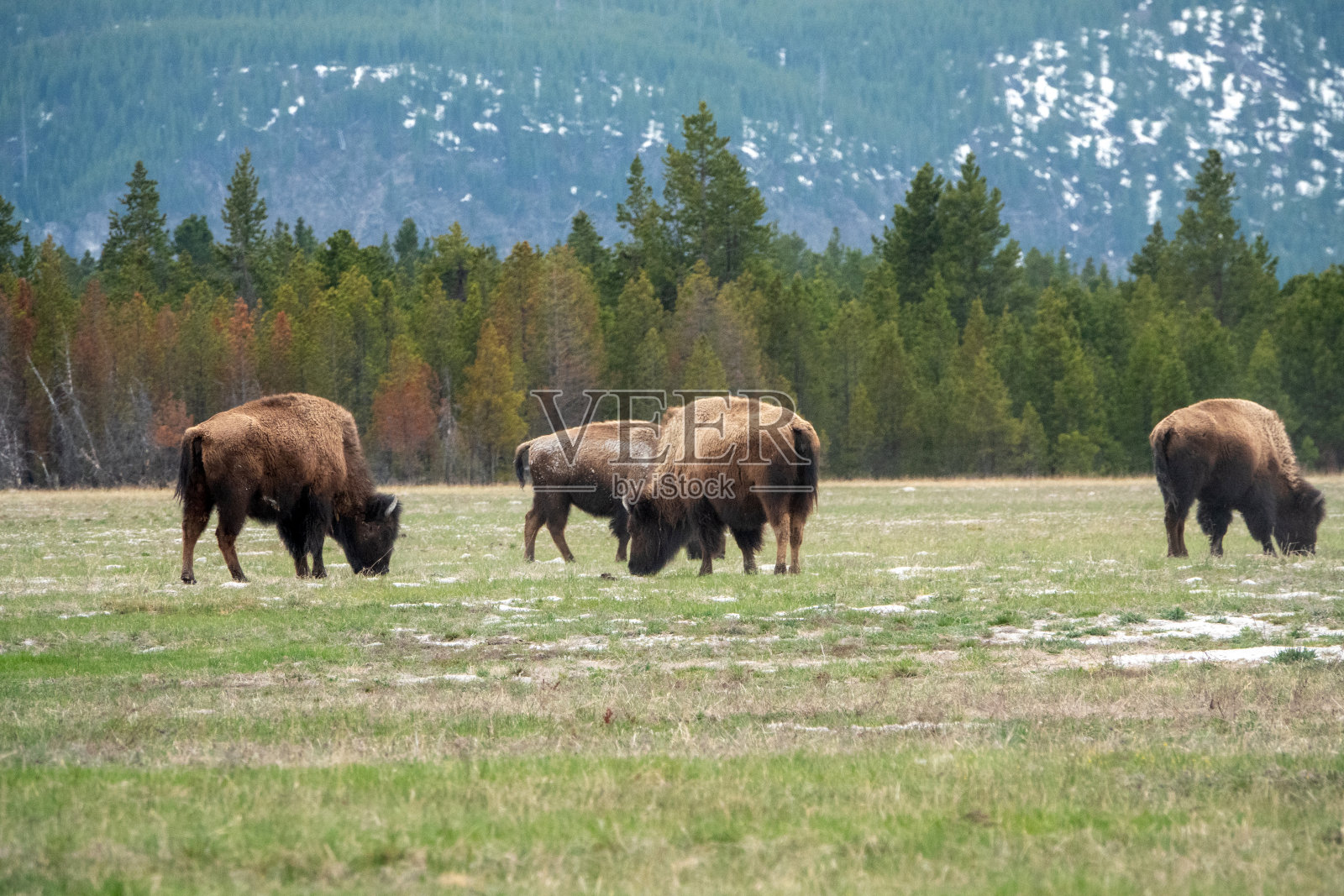 野牛和小牛一起吃草照片摄影图片