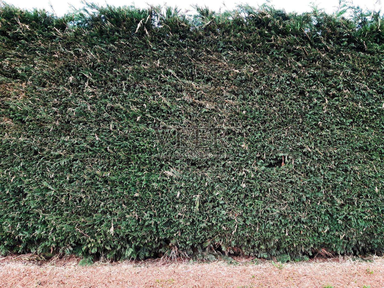 刚剪下的树篱照片摄影图片