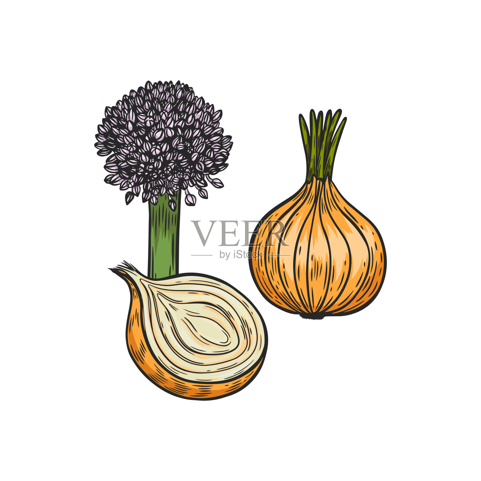洋葱蔬菜和开花线绘制矢量插图。插画图片素材