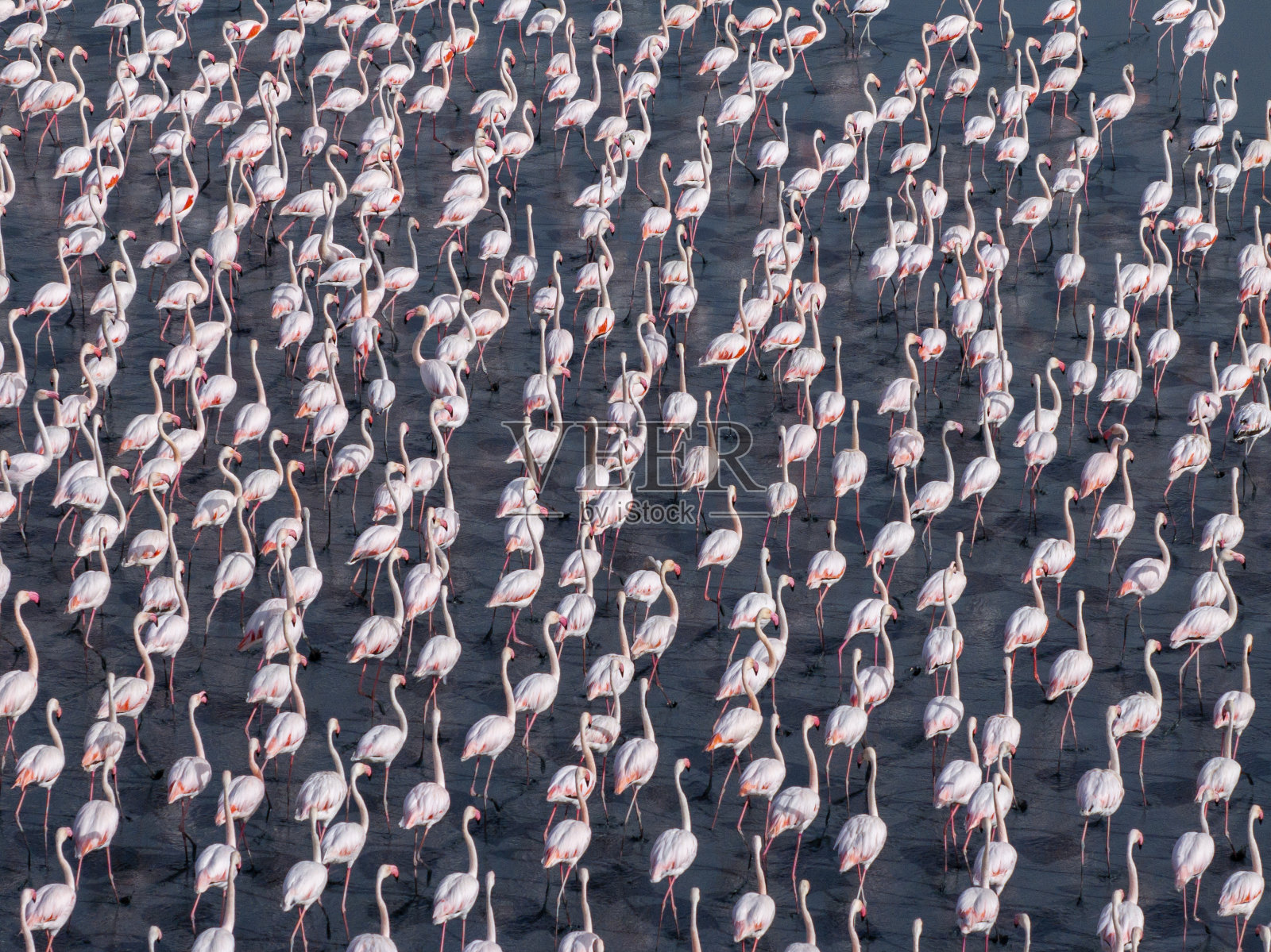 火烈鸟照片摄影图片