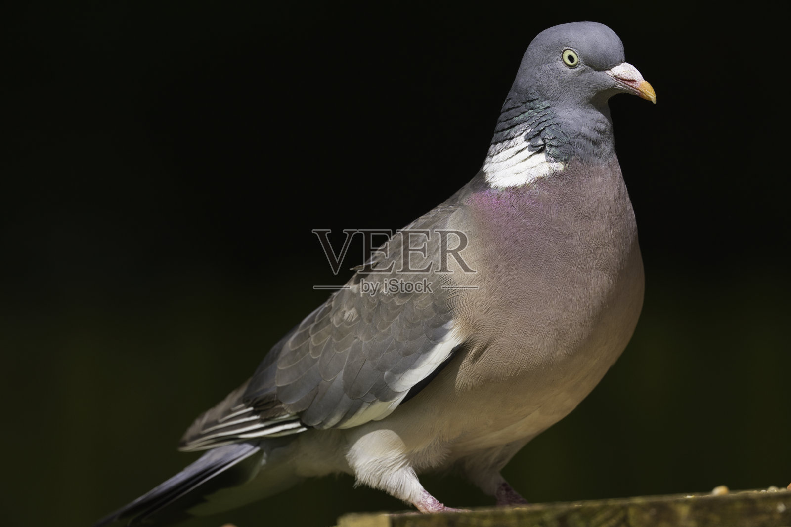 木鸽坐在篱笆上照片摄影图片