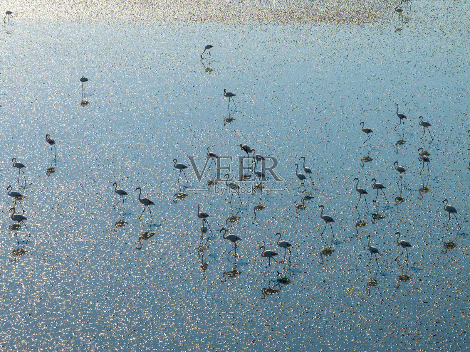 湖上的火烈鸟照片摄影图片