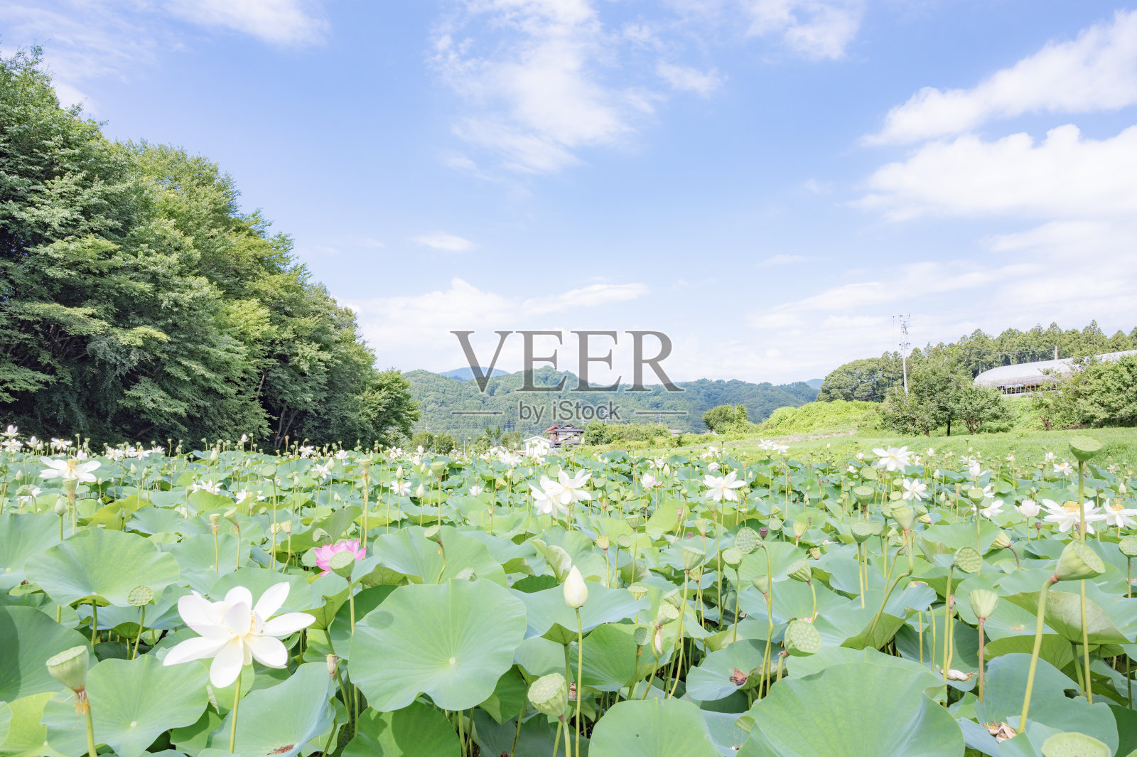 蓝天和荷花照片摄影图片