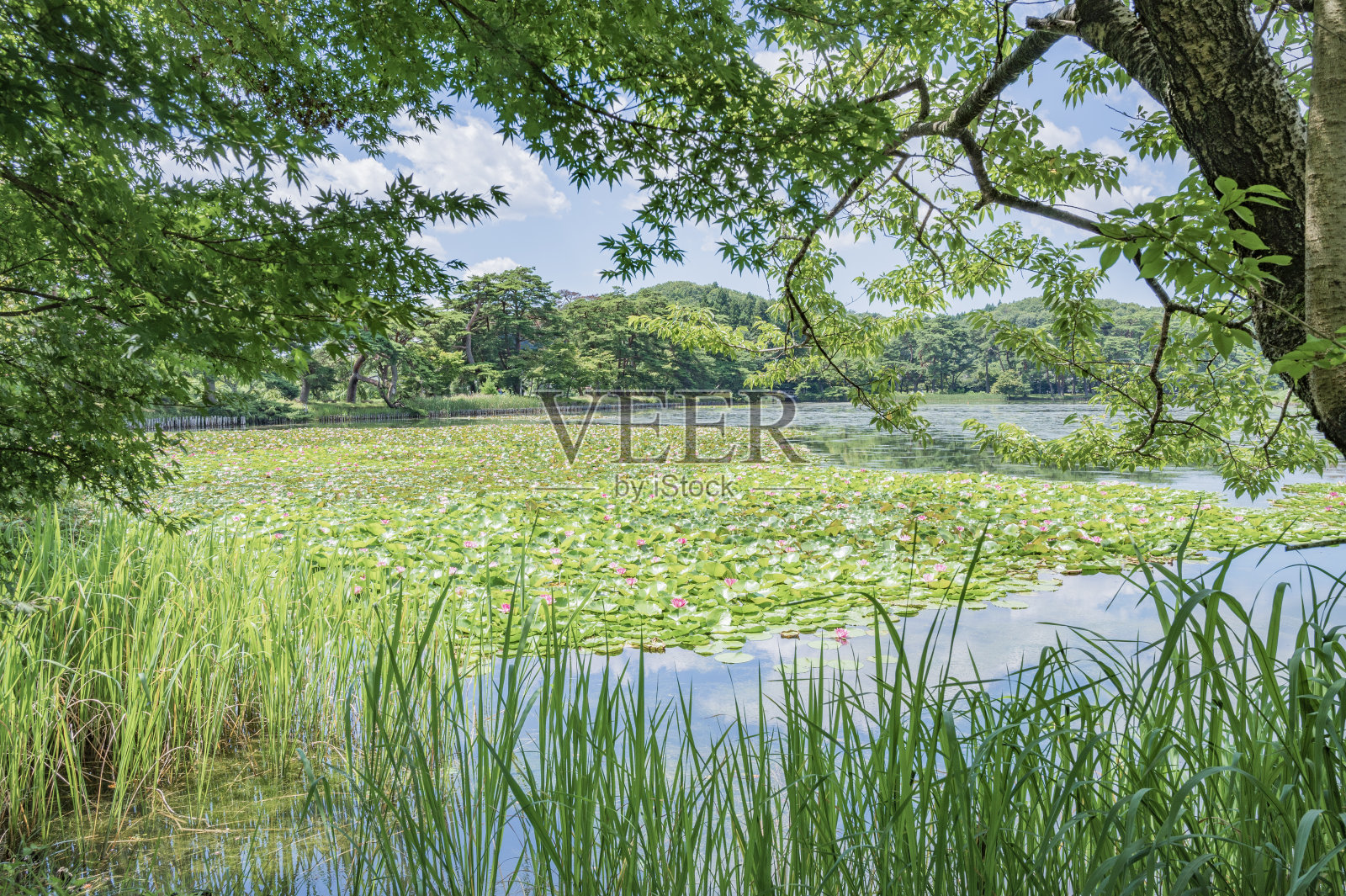 在一个晴朗的日子，南湖公园照片摄影图片