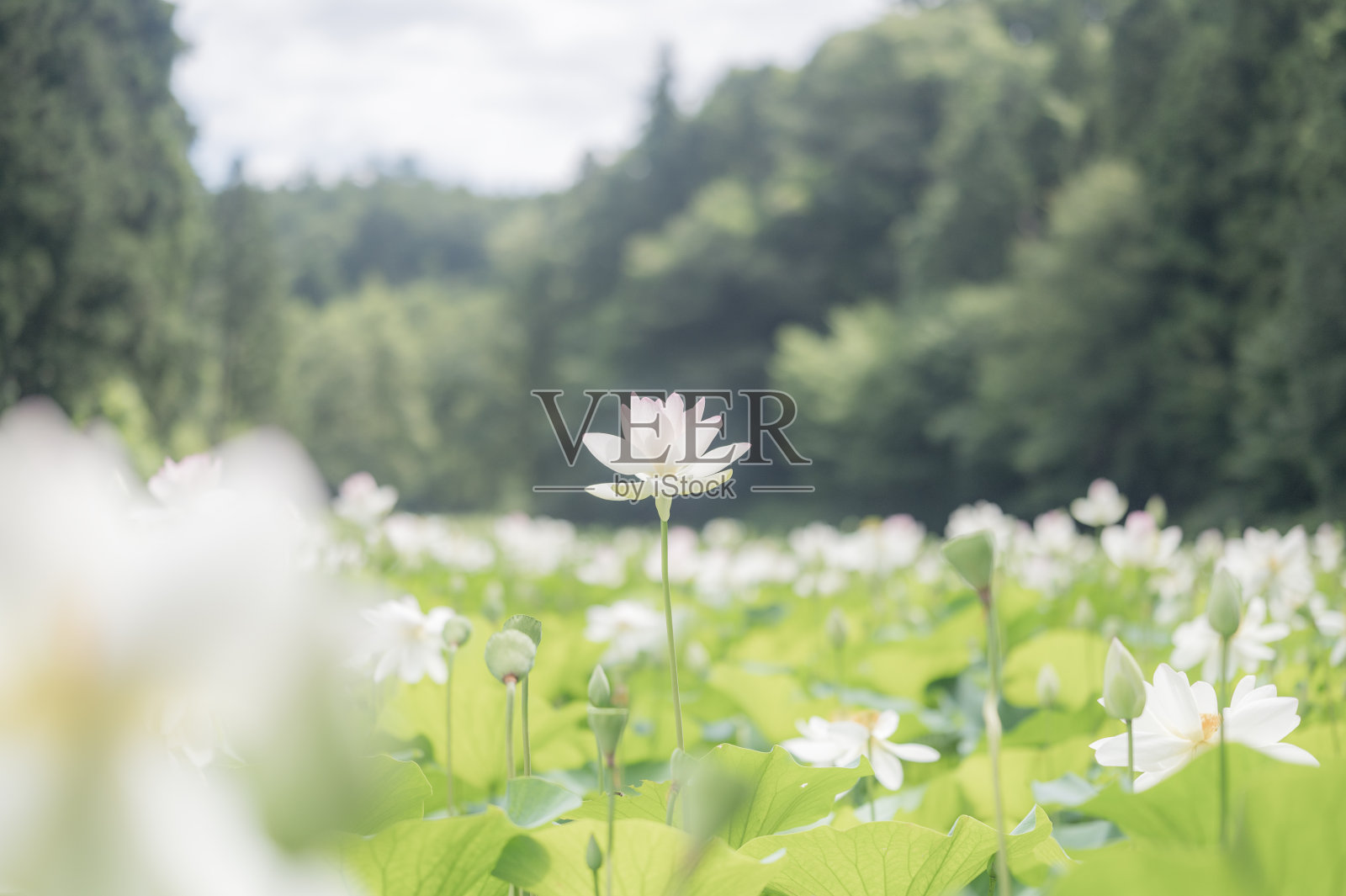 荷花照片摄影图片