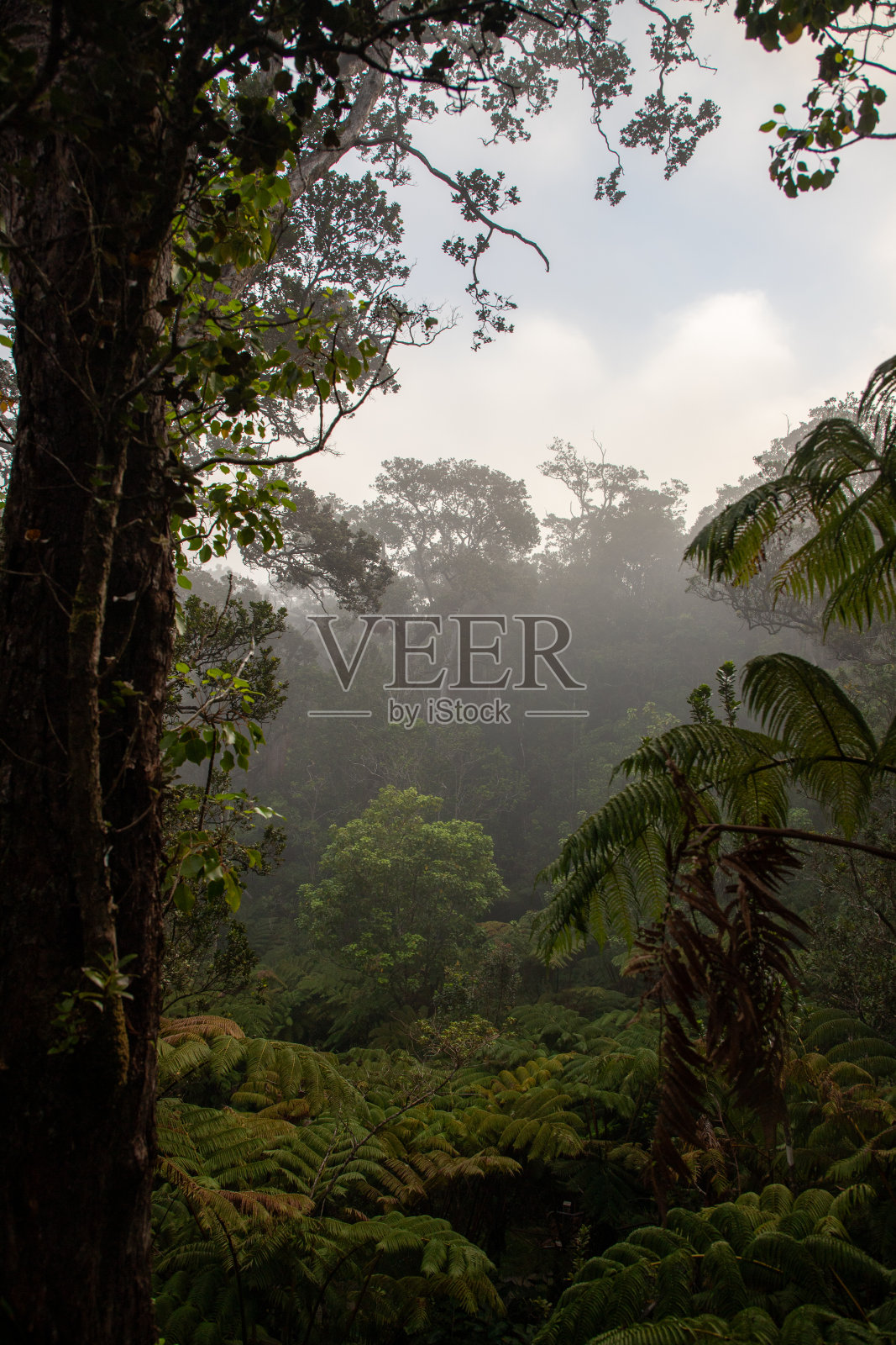 天堂发现:迷人的夏威夷景观在大岛和毛伊岛特色火山海滩，郁郁葱葱的绿色植物，棕榈树，瀑布，熔岩田，风景秀丽的驱动器，壮观的日落和日出，海岸悬崖照片摄影图片