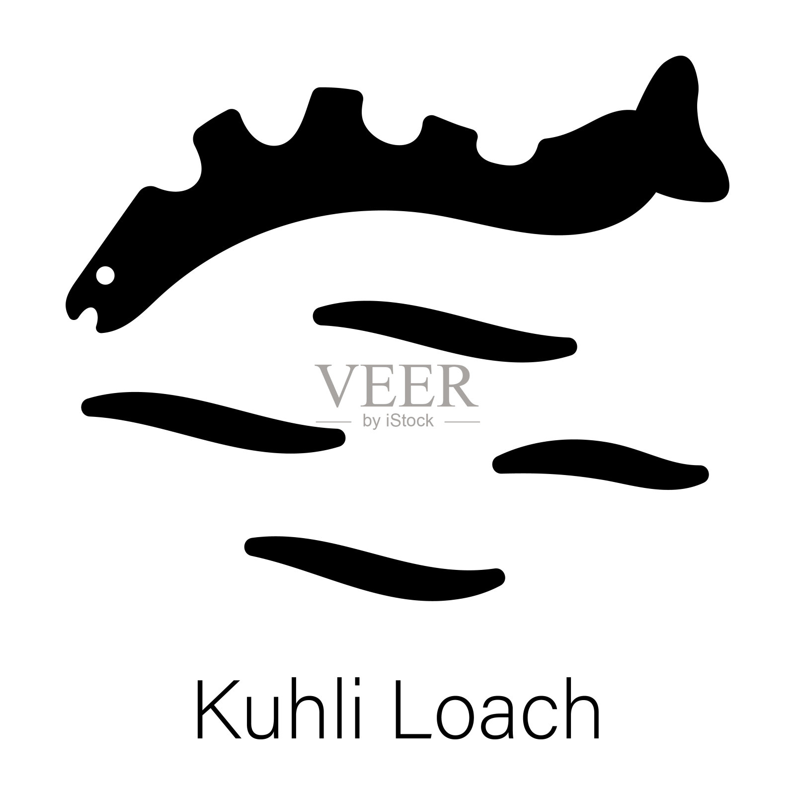 Kuhli泥鳅插画图片素材