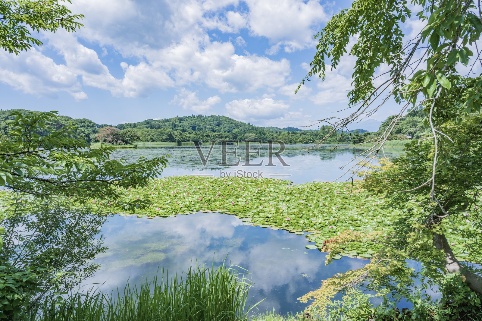 在一个晴朗的日子，南湖公园照片摄影图片