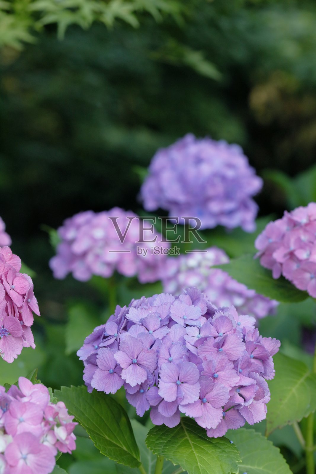 绣球花开始开花了照片摄影图片