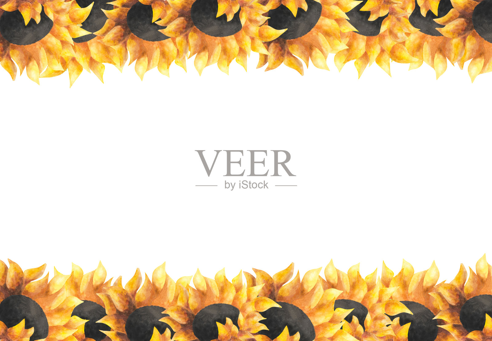 向日葵水彩横幅花卉背景葵花籽油包装广告园艺日装饰证书设计邀请明信片海报模板印刷妇女节母亲节插画图片素材