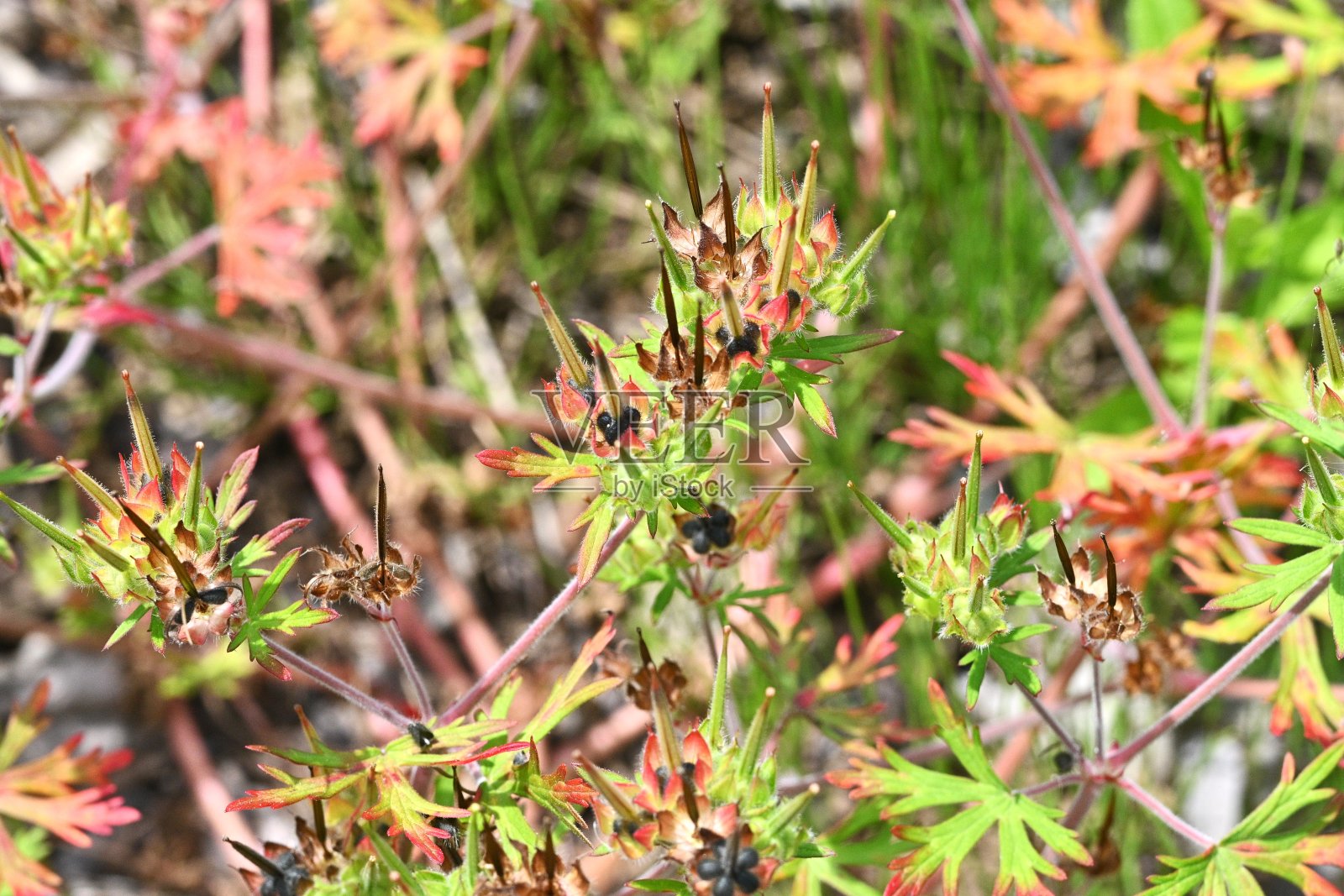 卡罗莱纳天竺葵果实(蒴果)。牛儿苗科杂草。照片摄影图片