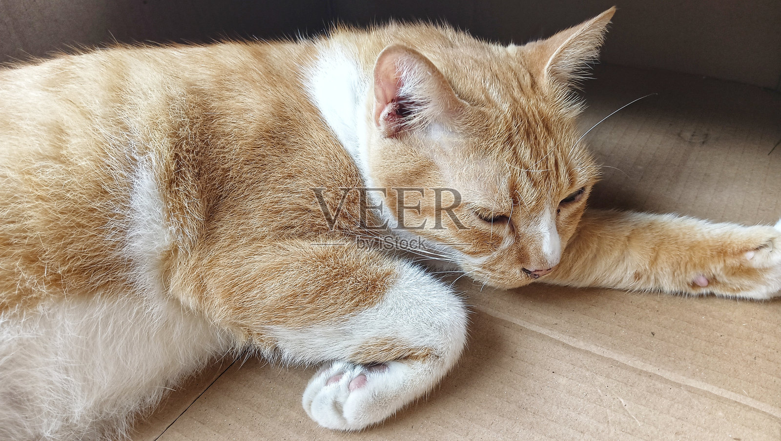 橙色的猫躺着睡觉。本空间照片摄影图片