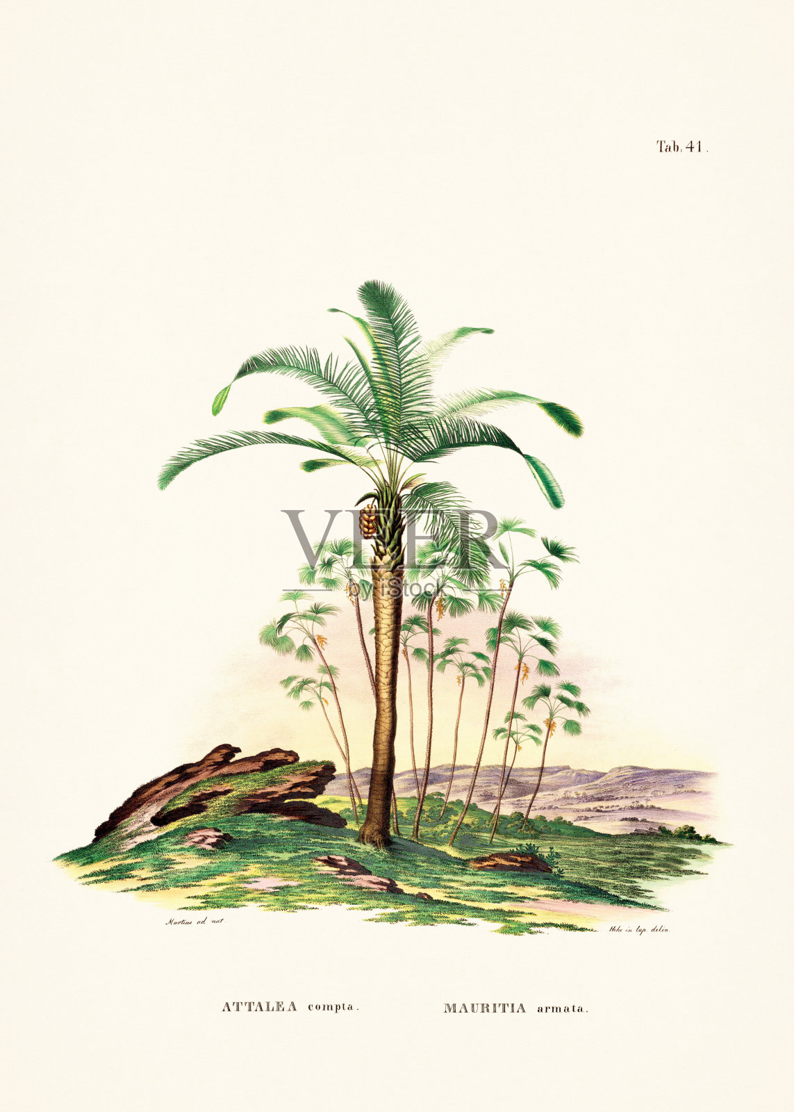 一本19世纪的书中的植物棕榈树插图插画图片素材