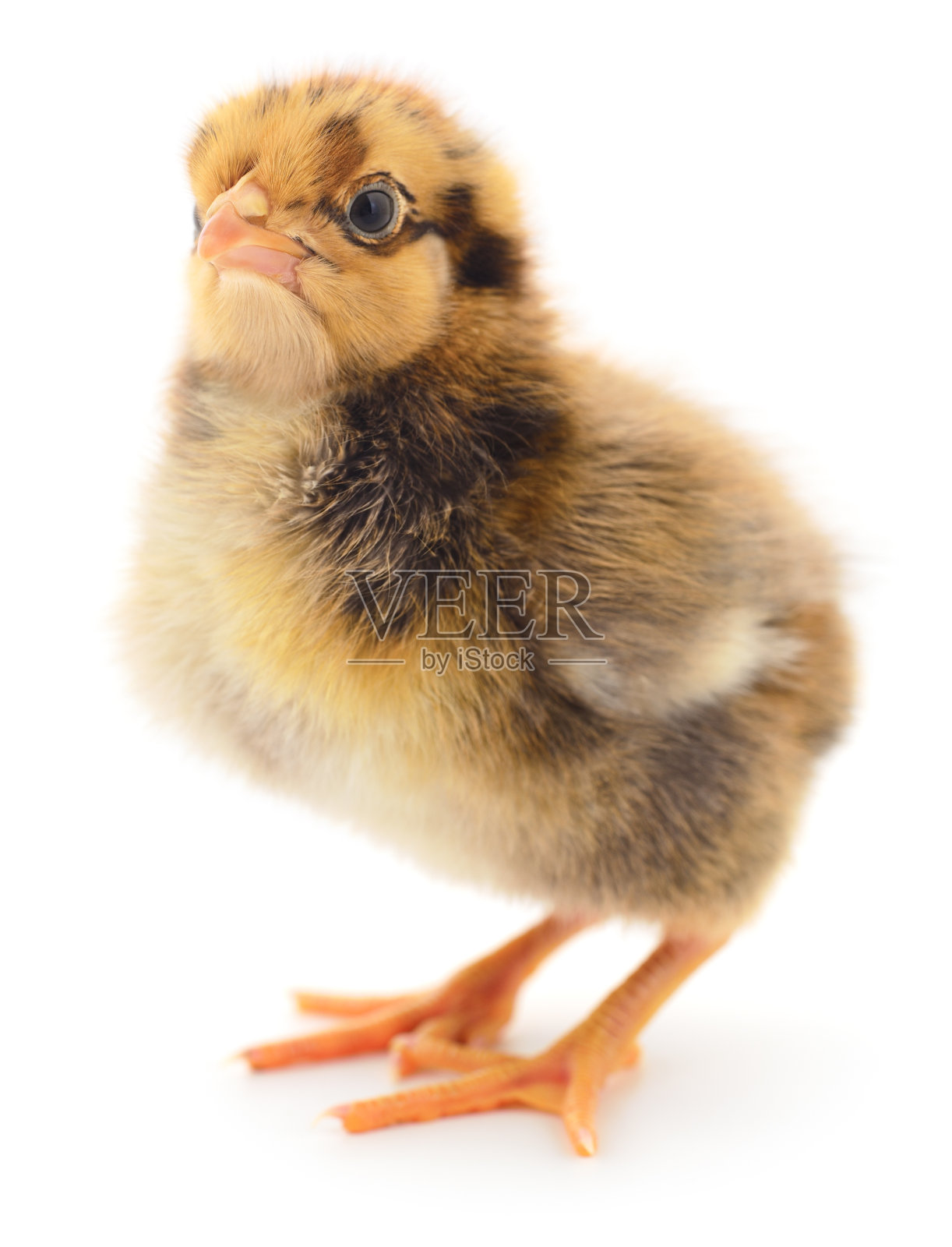 小棕鸡照片摄影图片