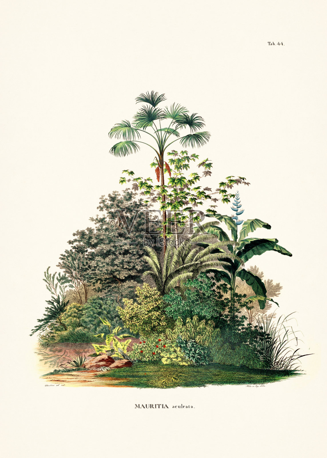 一本19世纪的书中的植物棕榈树插图插画图片素材