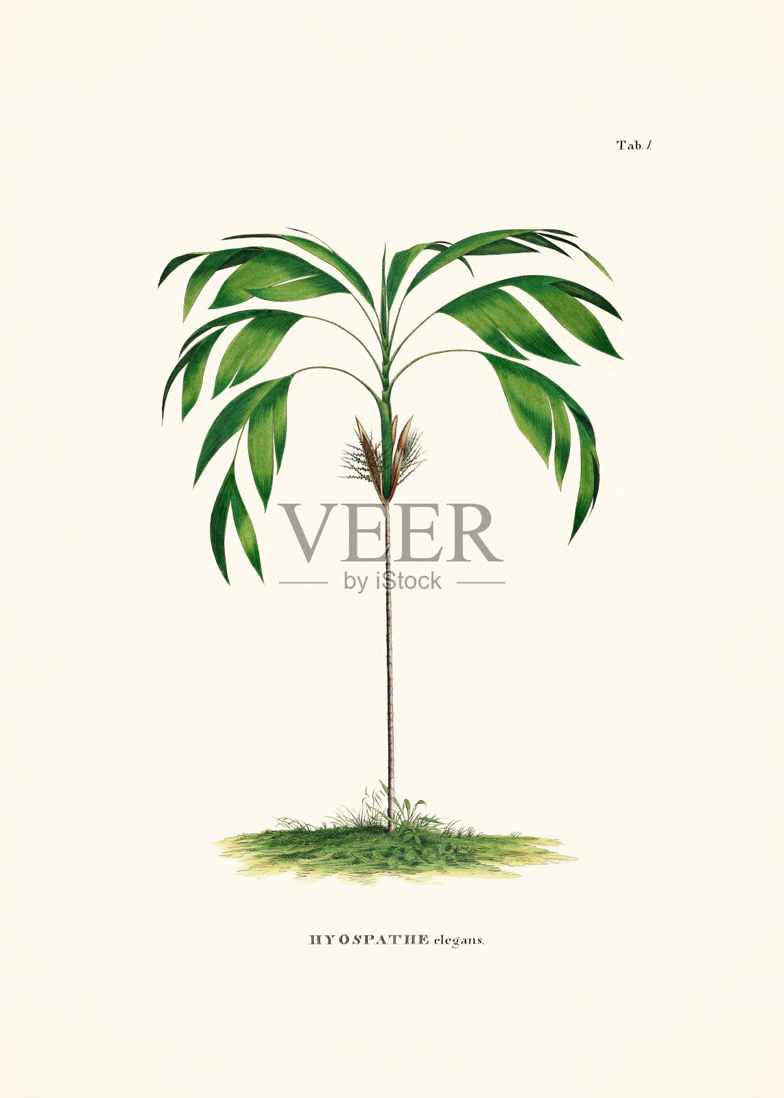 一本19世纪的书中的植物棕榈树插图插画图片素材